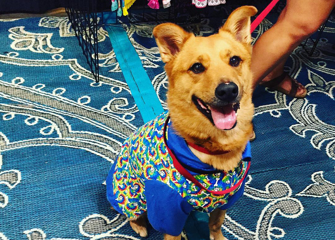 Convention Center - Web_Accessibility_ServiceAnimals