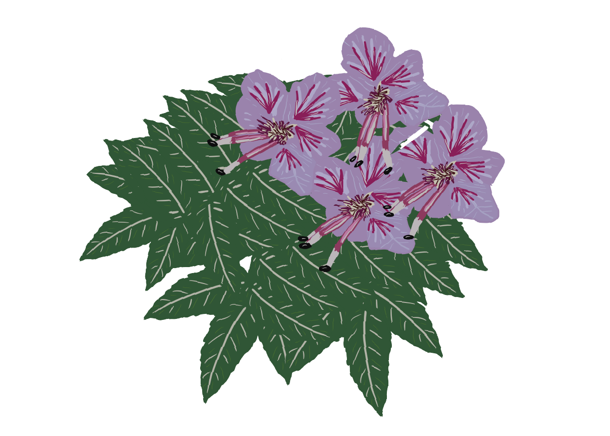 Mexican Buckeye illustration by Austin local Claudia Zapata.