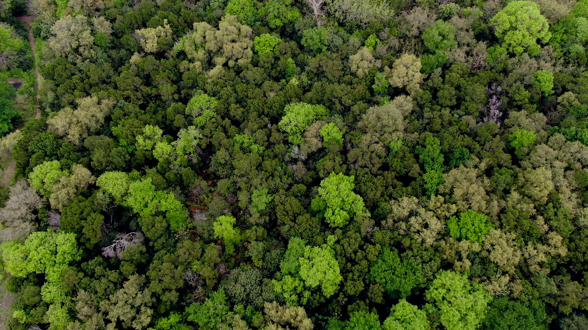aerial of trees on 360 greenbelt
