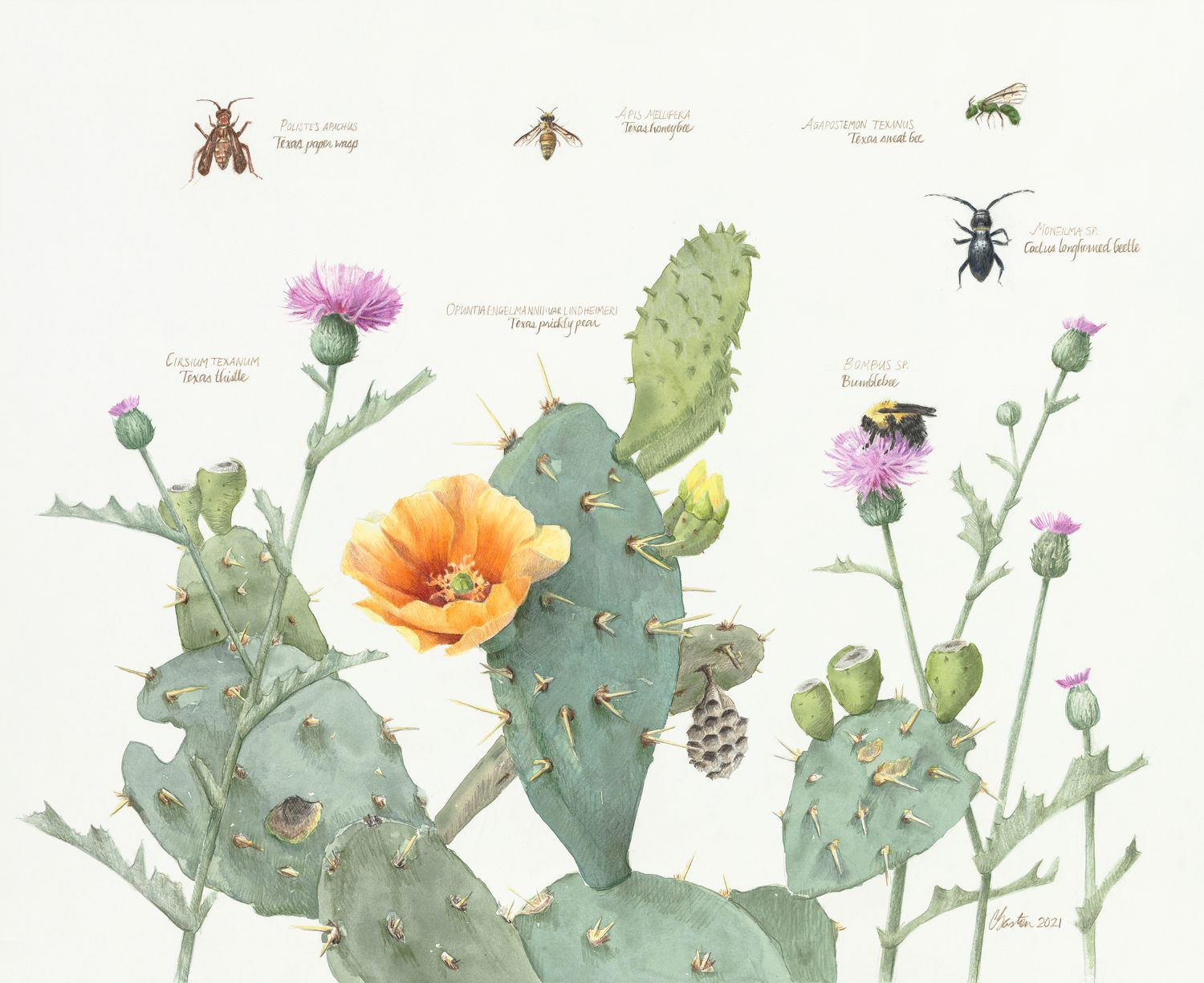 painting of texas cactus and insects