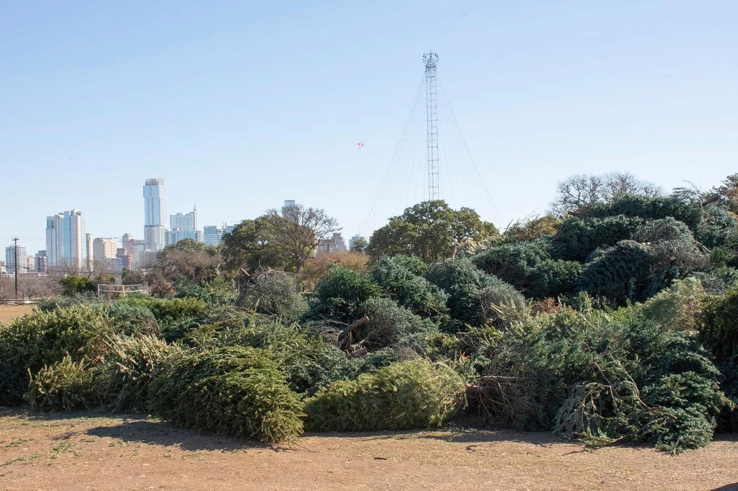 Holiday trees are piled up during the tree recycling event at Zilker Park in Austin, TX