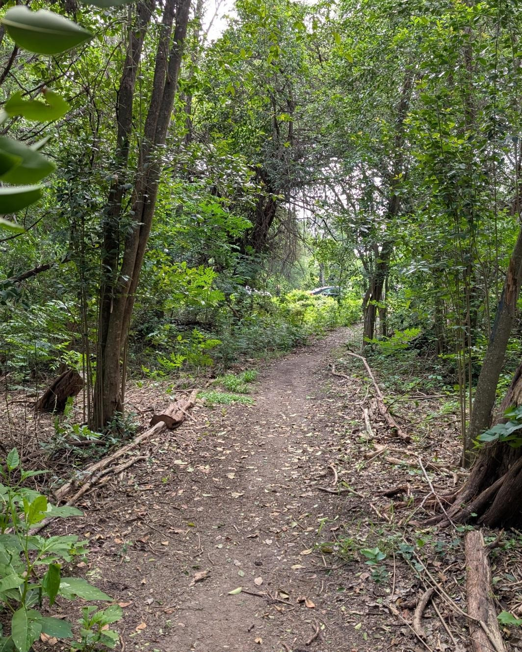Dirt trail through the trees surrounding