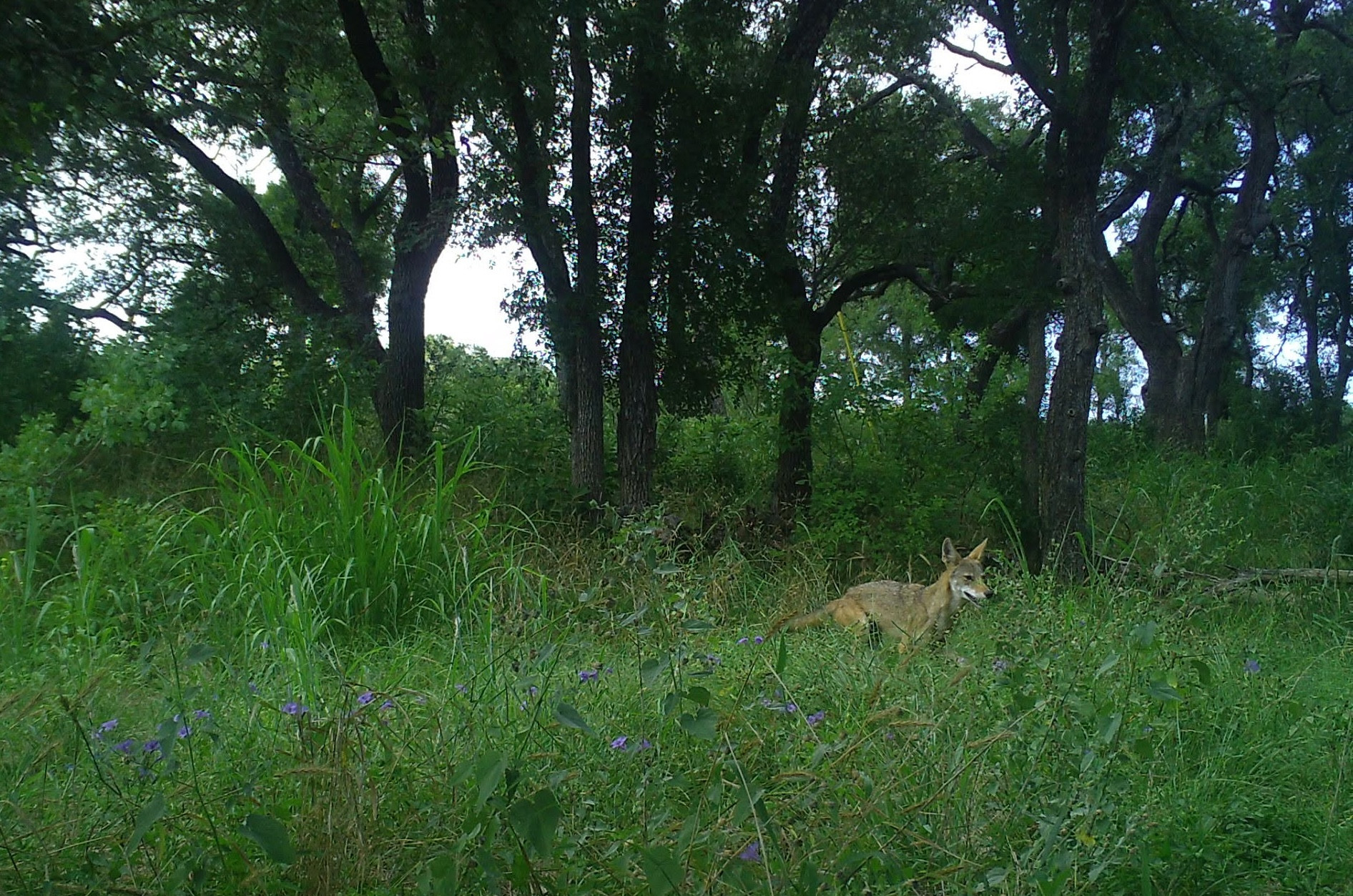 Coyote in a park