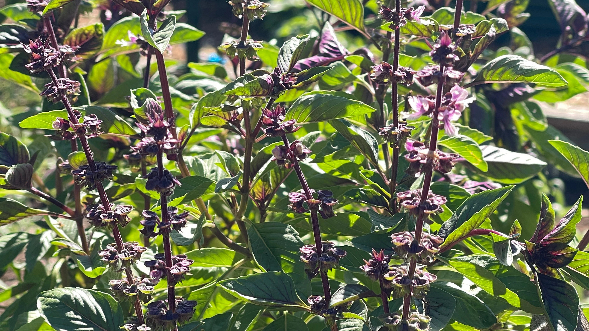 Purple cardinal basil flowers thriving on a basil plant