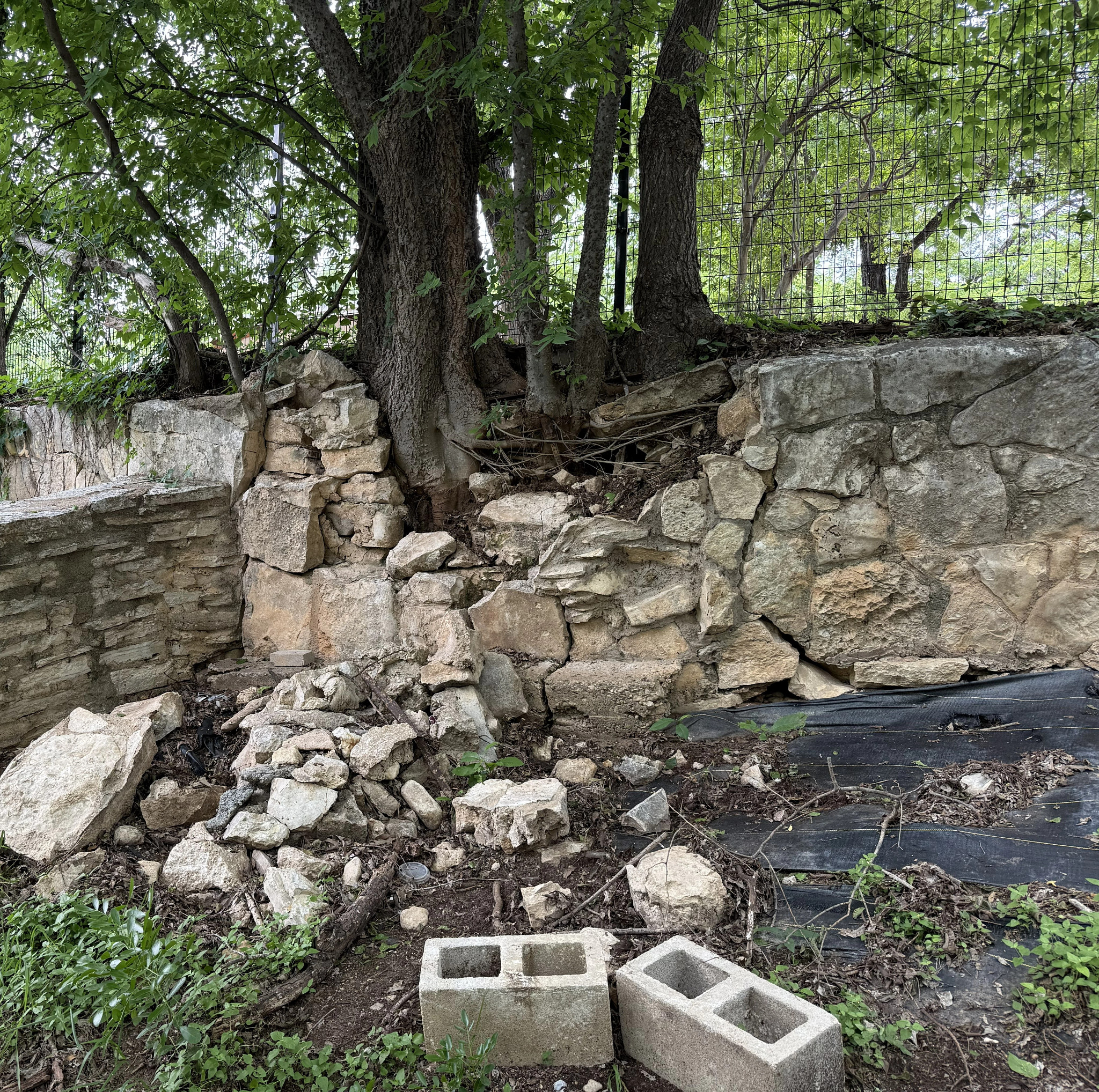 A tree has grown through the foundation of the Barton Springs retaining wall causing the masonry to crumble and break.