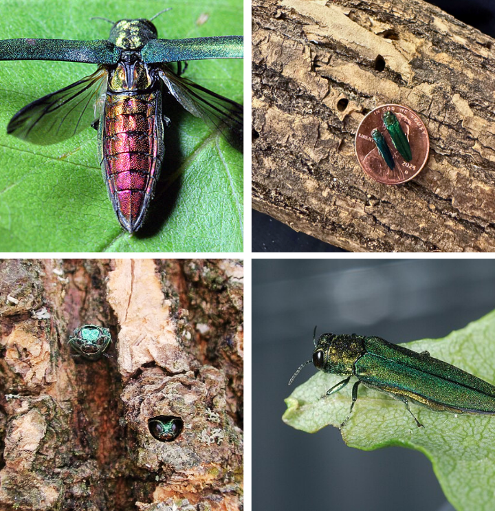 A collection of four photos of Emerald Ash Borer, including them sized in relation to a penny, D-shaped exit holes on an ash tree, and their copper abdomen.